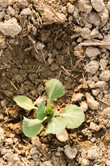 cabbage in a garden bed on a sunny day