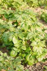 Fototapeta premium Beds of potatoes in a greenhouse to protect the crop