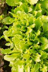 lettuce seedlings in a garden bed on a sunny day
