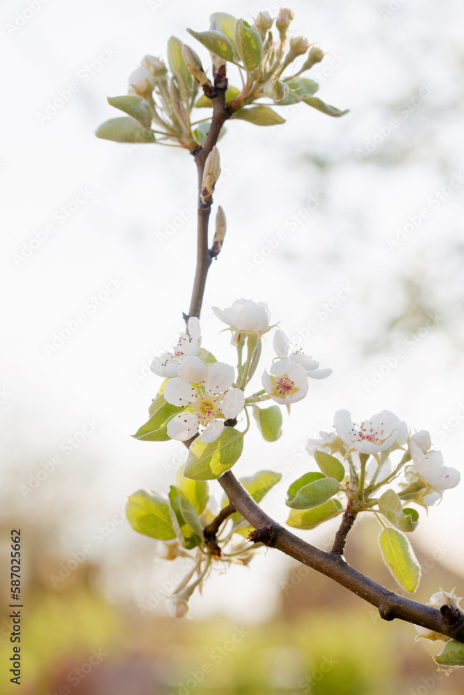 Wall mural Blooming pear in early spring in the garden on a sunny day