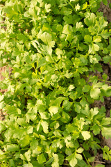 Fresh sharp watercress salad