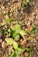 Fototapeta na wymiar Fresh green peas seedlings on a sunny day