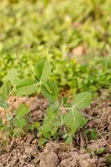 green peas seedlings on a sunny day