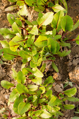 Fresh beet seedlings on a sunny day