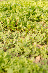 sprouts of various salads on the bed