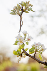 Blooming pear in early spring in the garden on a sunny day