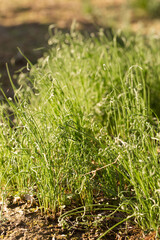 green mini onions on a spring bed