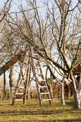 garden ladder for pruning trees