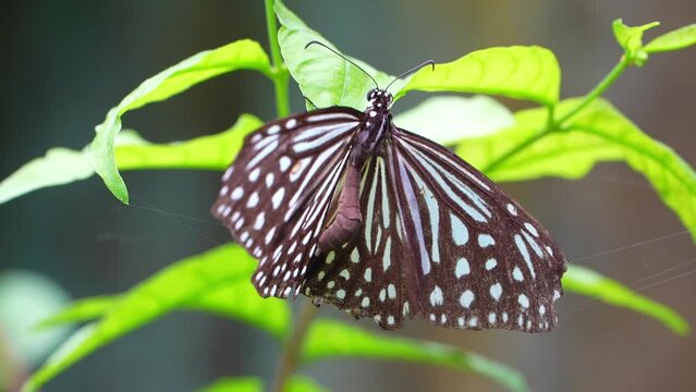 Tropical Butterfly's Paradise in Malaysia. Tropical colorful butterflies among flowering plants. "Parantica aglea", or Glassy Tiger.
