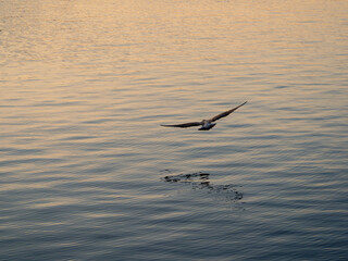Fototapeta na wymiar Gabiota flying above the sea. Blue Ocean with Gabiota