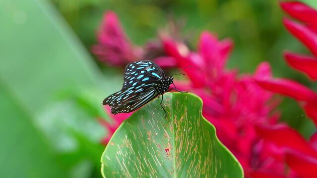 Tropical Butterfly's Paradise in Malaysia. Tropical colorful butterflies among flowering plants. "Tirumala hamata", or Blue Tiger.