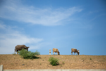buffalos eating grass in field