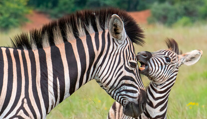 Fototapeta na wymiar A tolerant mother. A close up of a zebra mare attending to her calf in Pilanesberg National Park.