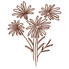 Asteraeace flower line art