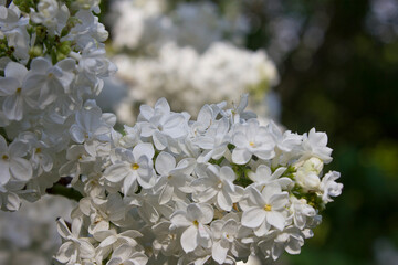 Spring bush of blooming white lilacs close-up