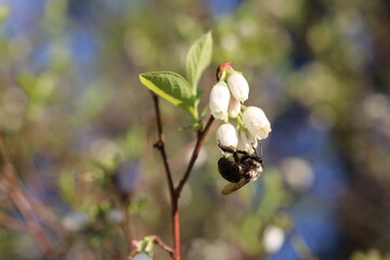 Bee pollinating a flower on a blue berry bush