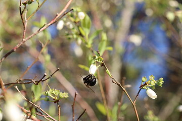 Bee pollinating a flower on a blue berry bush in the spring