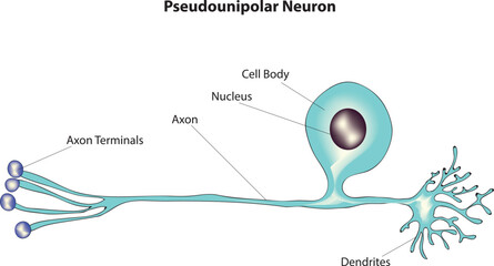 pseudounipolar neuron