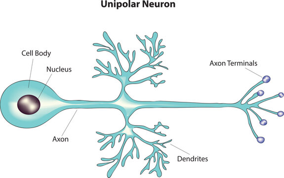 unipolar neuron