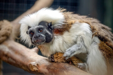 cotton-top tamarin