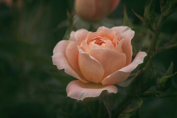 Beautiful rose on a soft green background.