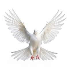 Fototapeta na wymiar Holy Spirit white dove with open wings in white background Generative AI Illustration