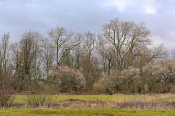 Wetlands in early spring, with bare trees and flowering blackthorns under a cloudy sky in Bourgoyen nature reserve, Ghent, Flanders, Belgium  - obrazy, fototapety, plakaty