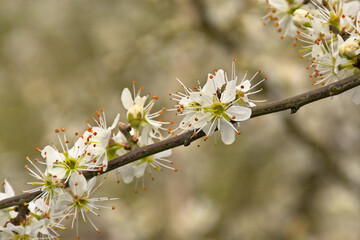 White blackthorn blossoms (Prunus spinosa)