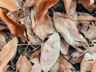 dry leaves background