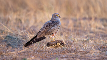 Obraz premium Montagu's harrier (Circus pygargus)