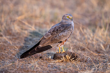 Montagu's harrier (Circus pygargus)