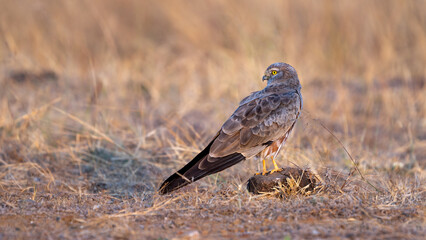 Montagu's harrier (Circus pygargus)