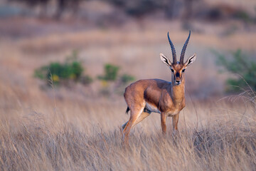 The chinkara (Gazella bennettii)