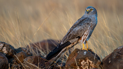 Montagu's harrier (Circus pygargus)