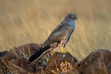 Montagu's harrier (Circus pygargus)