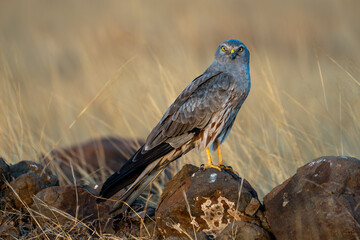 Montagu's harrier (Circus pygargus)