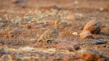The chestnut-bellied sandgrouse or common sandgrouse (Pterocles exustus)	
