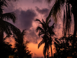 Shadows of palm trees against the orange sky and clouds