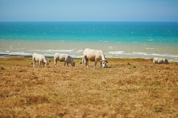 White cows grazing on a green pasture near the Atlantic coast in France