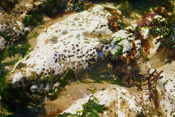 Picturesque panoramic landscape of Sainte-Marguerite sur Mer, Normandy, France