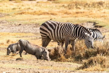 Naklejka na ściany i meble Warthogs and zebras munch and eat grass in Lake Nakuru National Park in Kenya, Africa in the afternoon sunshine
