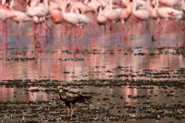 Western marsh harrier hawk at Lake Nakuru National Park, with the famous pink flamingos in the...