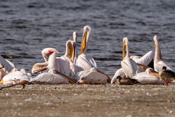 Pelicans at Lake Nakuru National Park in Kenya, Africa