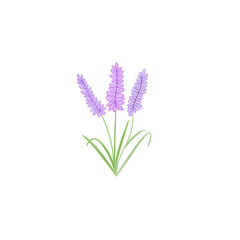 Fototapeta na wymiar hand drawn illustration of a bunch of lavender with leafs on a transparent background