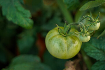 Juicy ripe green tomatoes on a branch. Bunch of green tomatoes on a branch, soft focus