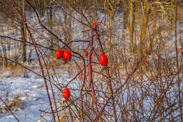 wild rose fruits in winter