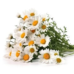 Fototapeta premium Fresh and delicate daisy bouquet with vibrant colors, isolated on white. Aesthetic and elegant floral composition. Generative AI