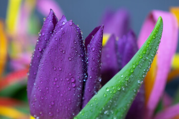 Beautiful purple tulip