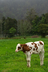 Fototapeta na wymiar Cow in a green pasture on the island of São Miguel, Azores.