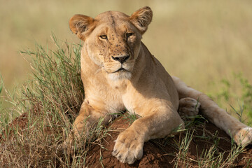 Fototapeta na wymiar Beautiful lion lioness sitting on a mound of dirt in Serengeti National Park Tanzania Africa